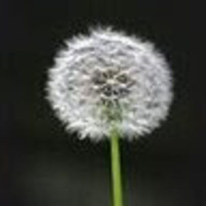 Meet your Posher, Tim